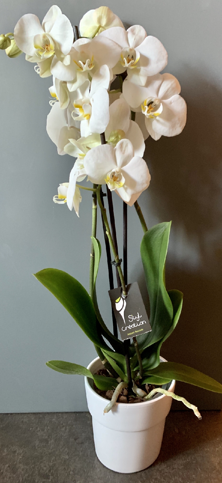 Trio d'orchidées et son cache-pot blanc