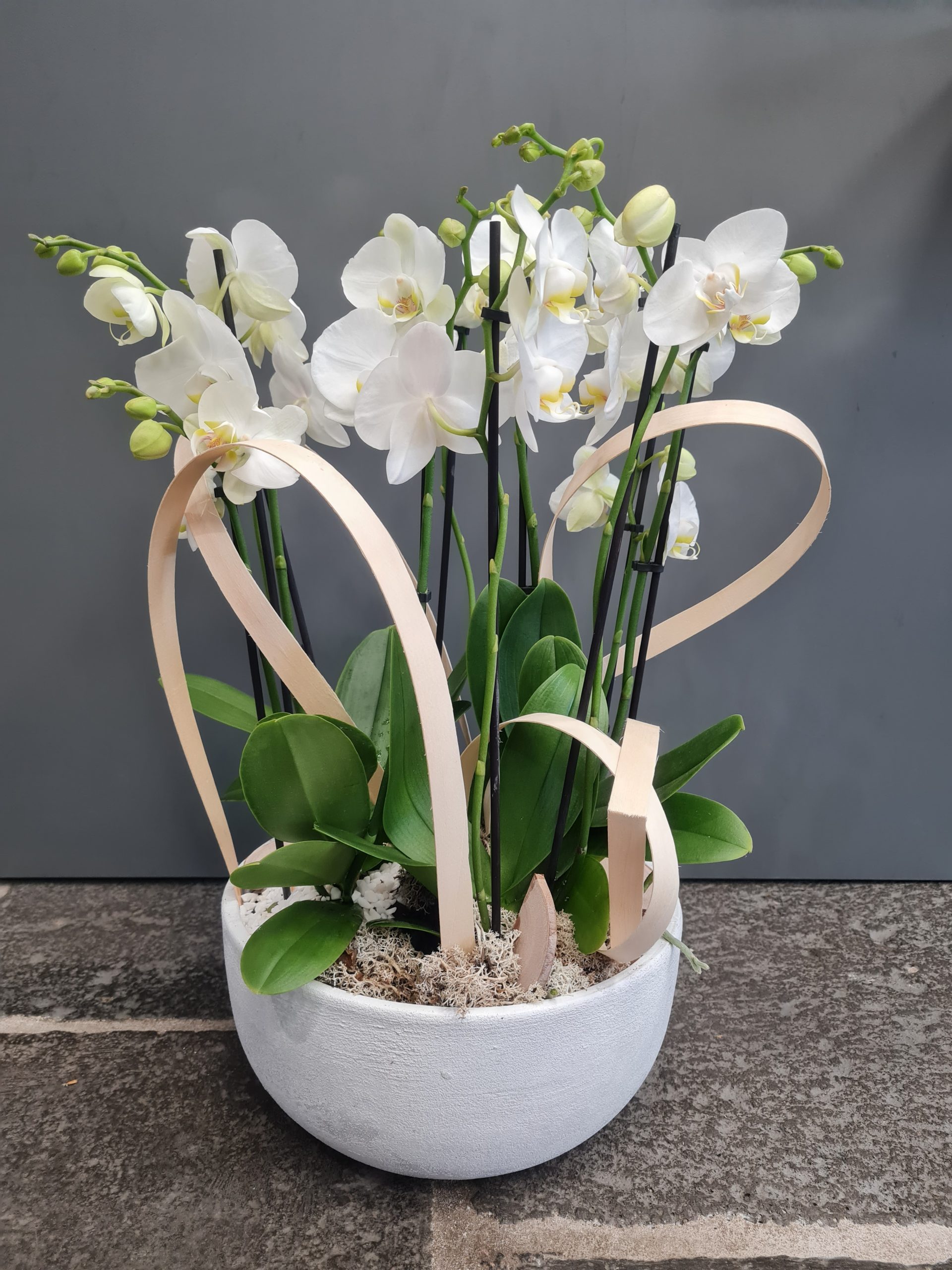 Orchidée blanche dans son cache pot